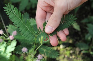 Mimosa este un animal de companie timid într-o oală de flori!