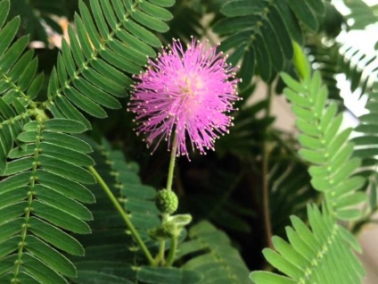 Floare timidă Mimosa, planta mimică timidă, floare mimosa floare