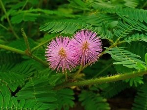 Floare timidă Mimosa, planta mimică timidă, floare mimosa floare