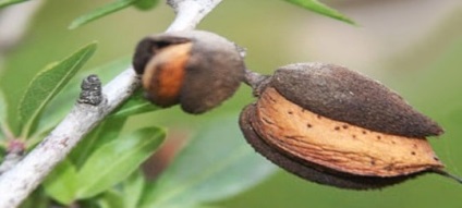 Almond - beneficii pentru vasele de sânge și inimă, curățarea corpului de sănătatea umană