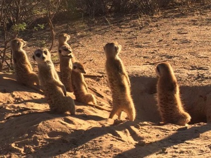 A meerkats veszélyt jelenthet az emberekre, az állatok állkapcsán