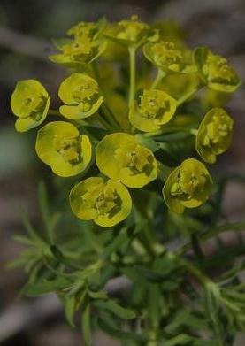 Spurge cypress - perene nemaipomenită pentru grădina dvs.