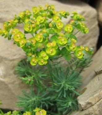 Spurge cypress - perene nemaipomenită pentru grădina dvs.