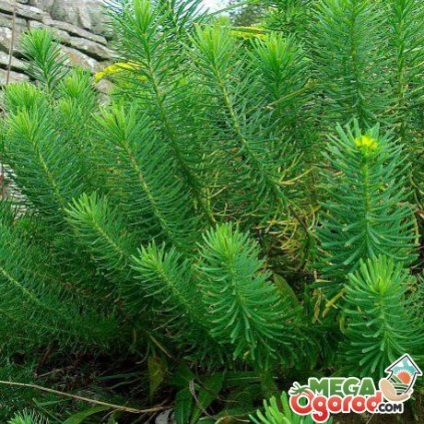 Spurge cypress proprietati utile si reguli pentru cultivarea perene pe site-ul