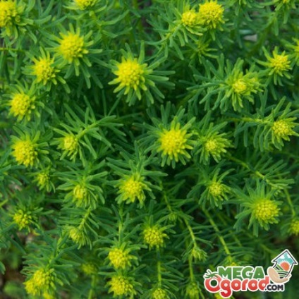 Spurge cypress proprietati utile si reguli pentru cultivarea perene pe site-ul