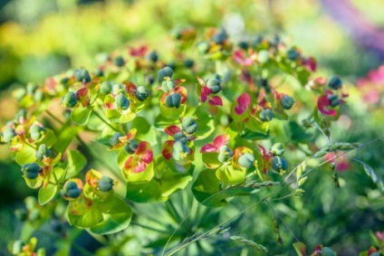 Euphorbia chiparos aterizare și îngrijire, fotografie
