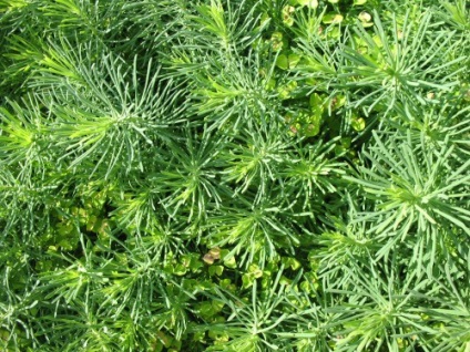 Euphorbia ciprus leszállás és gondozás, fotó