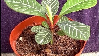 Euphorbia ciprus leszállás és gondozás, fotó