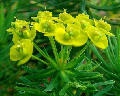 Euphorbia chiparos plantare, cultivare, îngrijire