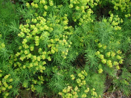 Euphorbia chiparos plantare, cultivare, îngrijire