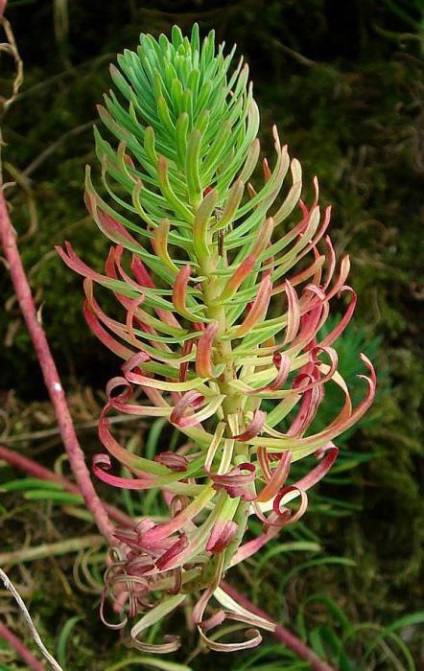 Cypress млечка засаждане, култивиране, грижи