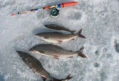 Mormyshki pentru un pește liniștit în timpul iernii - o alegere și cum să prindă, o revistă - ne prindem pe noi înșine