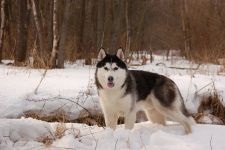 Московська сторожова поради по догляду за цуценям московської сторожової, вибір місця для собаки,