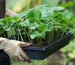 Възможно ли е да се засадят зелено торене заедно със зеленчукови култури