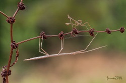 Cursul inițial al unui macro trepied împușcat de la fumah