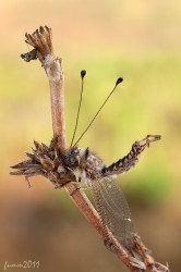 Cursul inițial al unui macro trepied împușcat de la fumah