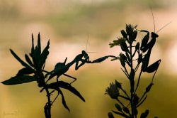 Cursul inițial al unui macro trepied împușcat de la fumah