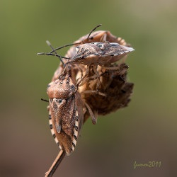 Cursul inițial al unui macro trepied împușcat de la fumah