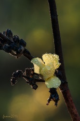 Cursul inițial al unui macro trepied împușcat de la fumah