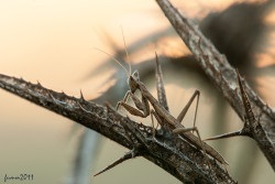 Cursul inițial al unui macro trepied împușcat de la fumah