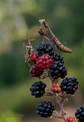 Cursul inițial al unui macro trepied împușcat de la fumah