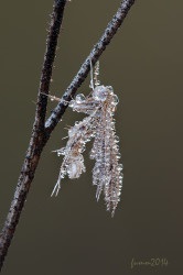 Cursul inițial al unui macro trepied împușcat de la fumah