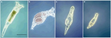 Un exemplu uimitor de schimb de gene fără reproducere sexuală a fost găsit