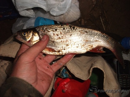 Pescuitul de noapte pe raportul alimentator - fotografie