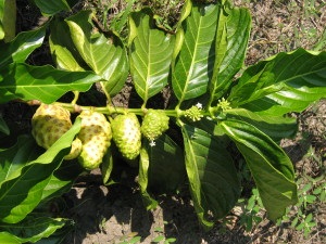 Noni, morinda citrifolia (morinda citrifolia)