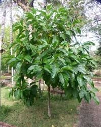 Noni, morinda citrifolia (morinda citrifolia)