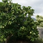 Noni, morinda citrifolia (morinda citrifolia)