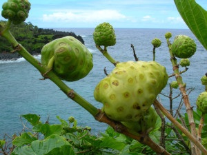 Noni, morinda citrifolia (morinda citrifolia)