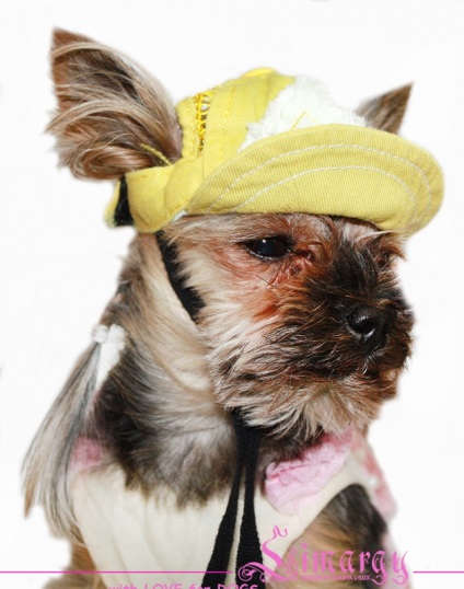 Îmbrăcăminte pentru băieții câini în magazinul online