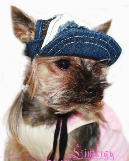 Îmbrăcăminte pentru băieții câini în magazinul online