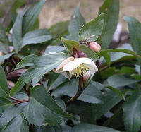 Plantele de pisică sunt periculoase pentru pisici?