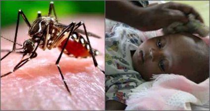 O insectă periculoasă este un țânțar malaric