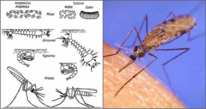 O insectă periculoasă este un țânțar malaric