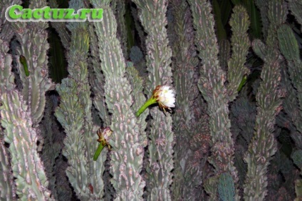 Despre beneficiile cactusilor