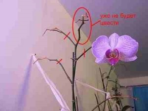 Orhideea a înflorit ce să facă cu săgeata