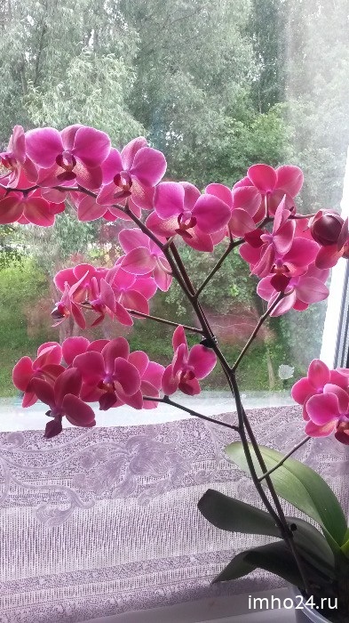 Comentarii orhidee