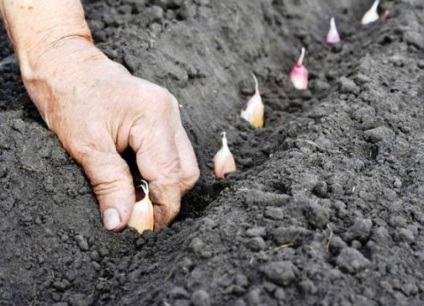 Téli hagyma és fokhagyma hasznos információk