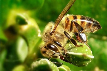 Mézhéj méz, mi az, hasznos és gyógyhatású tulajdonságok