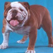 Néhány kérdés! Bulldogoman Fórum - angol bulldog filé