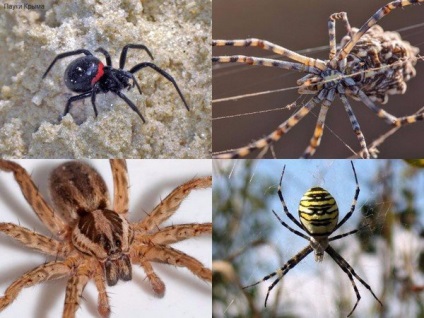 Spiderii din Crimeea - fotografie, clasificarea celor mai periculoase și originale exemplare