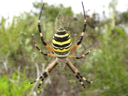 Spiderii din Crimeea - fotografie, clasificarea celor mai periculoase și originale exemplare