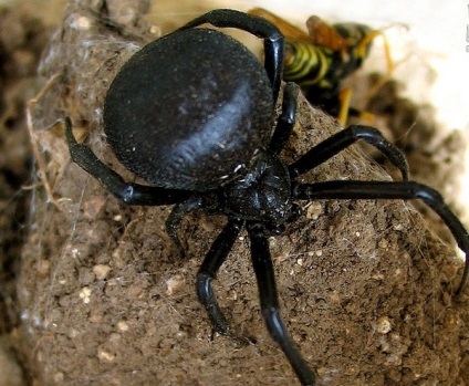 Spiderii din Crimeea - fotografie, clasificarea celor mai periculoase și originale exemplare