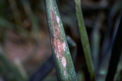 Ceapă Peronosporoz