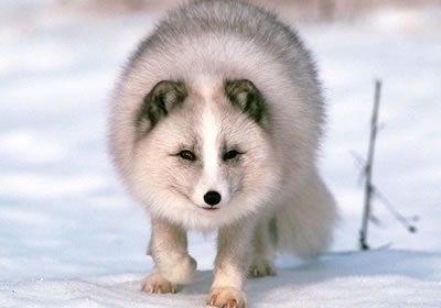 Arctic vulpe, animalele noastre de companie