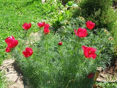 Bujor cu frunze de flori (flori azure, pâlnie, iarbă în formă de inimă)