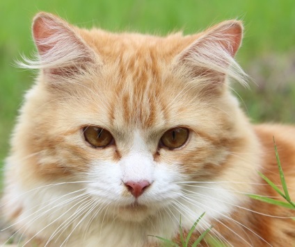 Pyroplasmoza în descrierea pisicilor, simptome, tratament